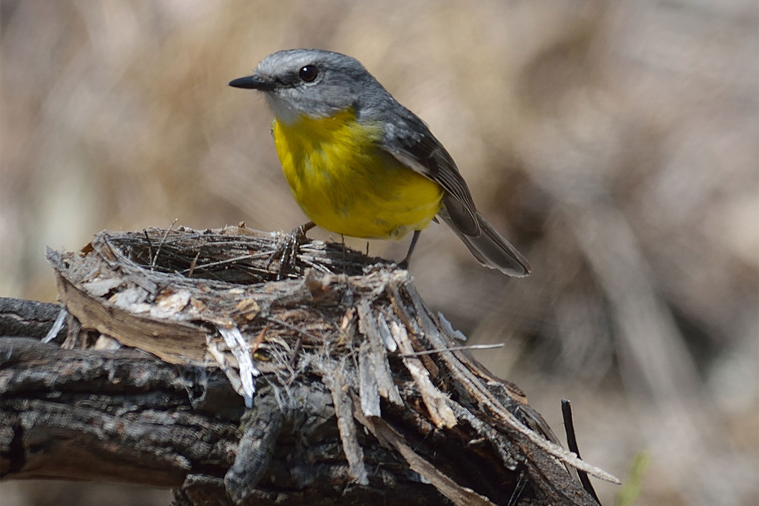 Eastern Yellow Robin standing on a nest