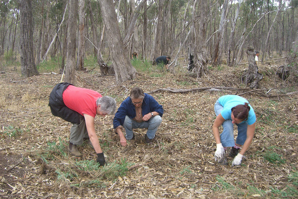 People removing broom at Bushland Reserve