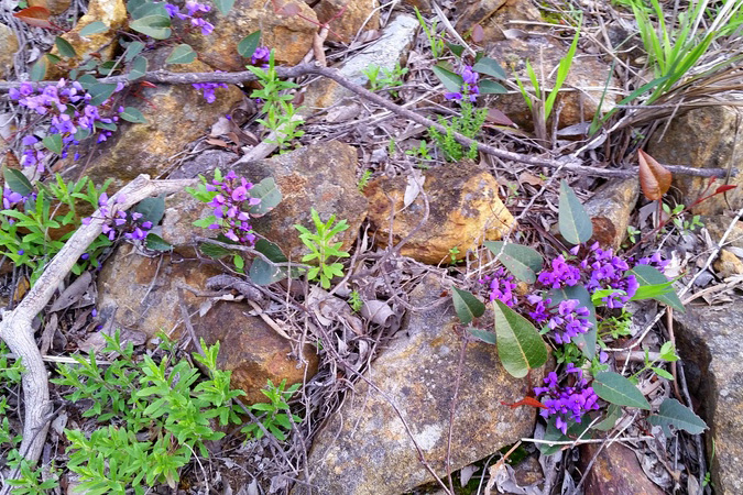Purple Coral Pea