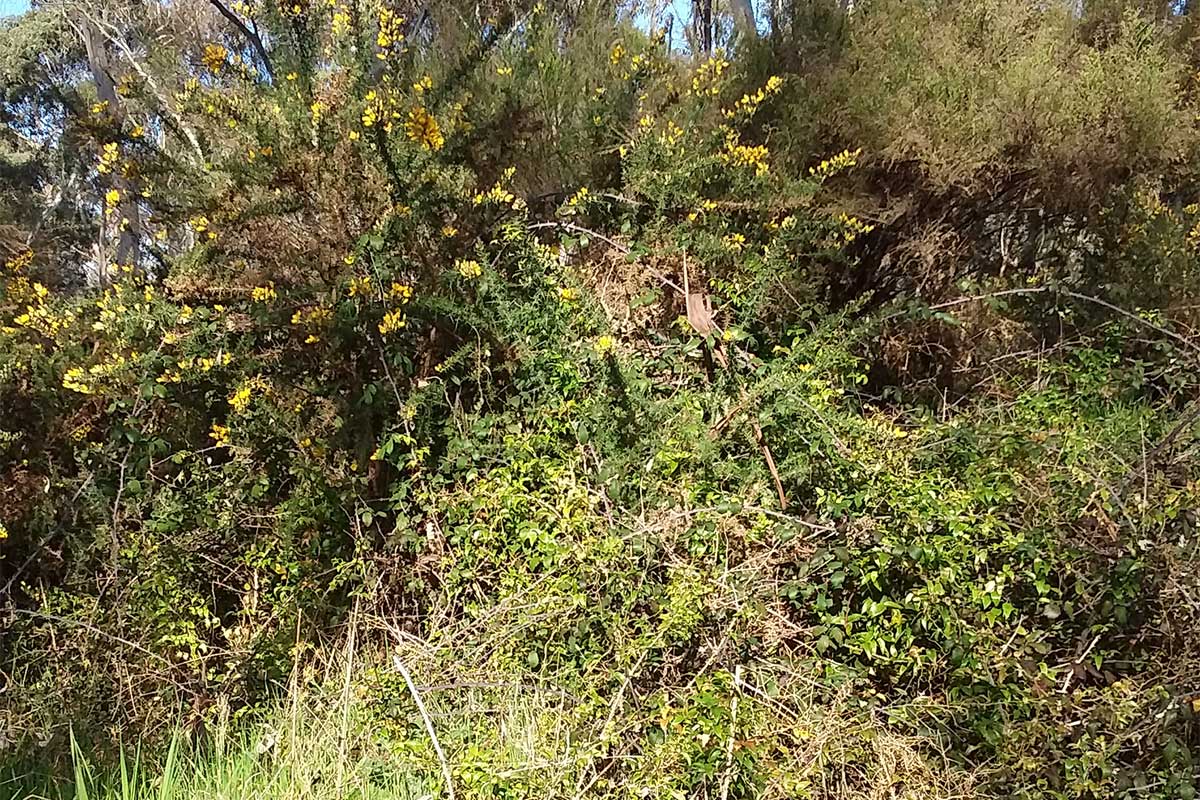 Gorse in the National Heritage Diggings Park