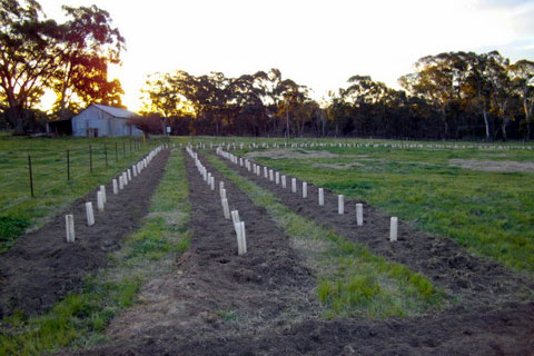 Rows of new plants