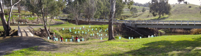 Tree plantings on the river