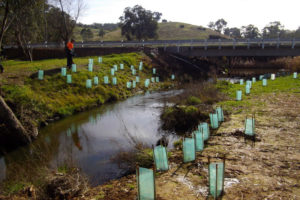 Plantings before the flood