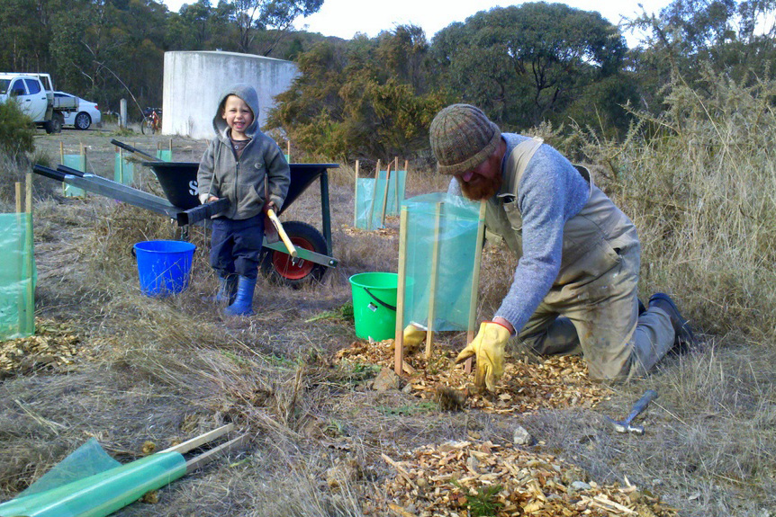 Planting a tree