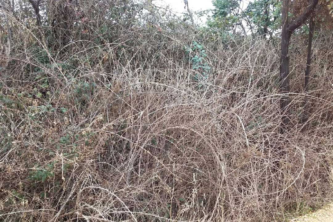 Blackberry weeds on White Gum Road