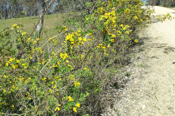 Broom weeds on White Gum Road