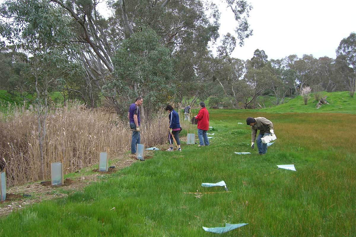 Planting along the Creek at School Road