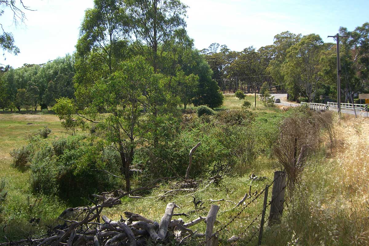 White Gum Gully