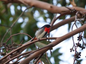 Mistletoe Bird