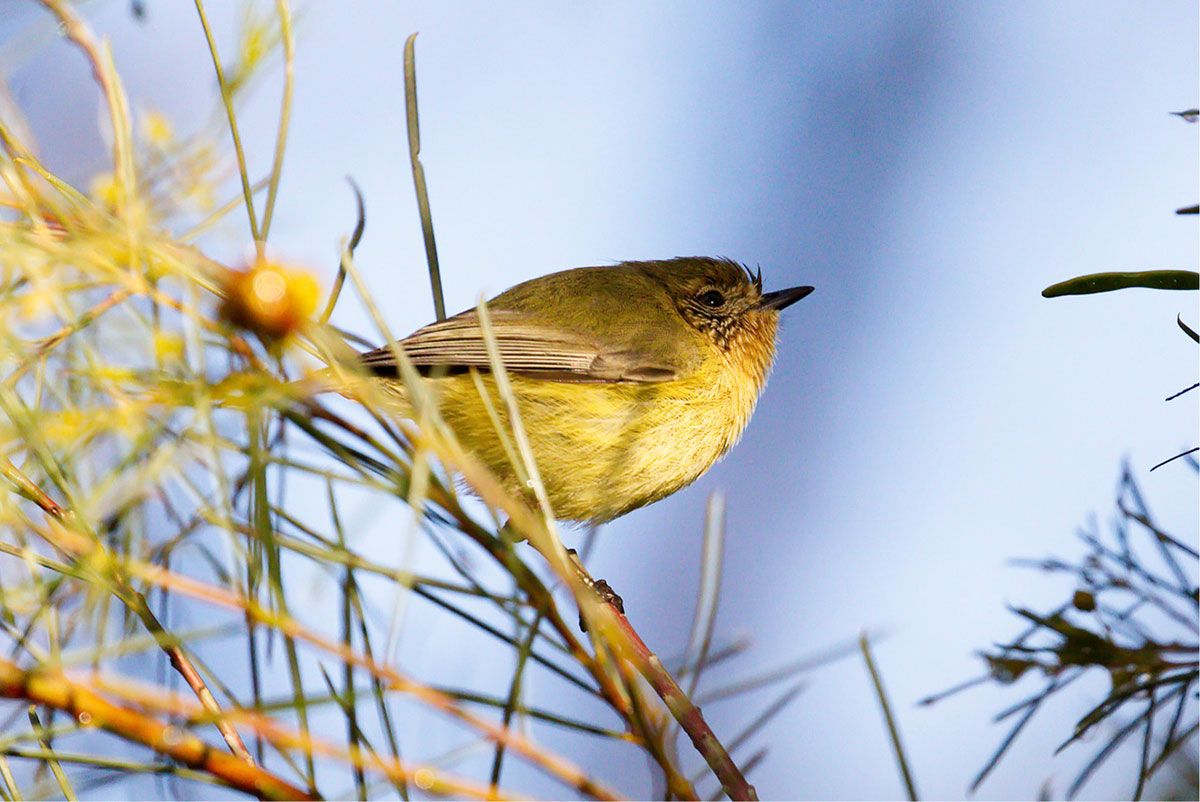 Yellow Thornbill bird